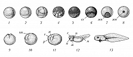 На рисунке изображены этапы развития земноводного назовите этапы под цифрой 1 и 6